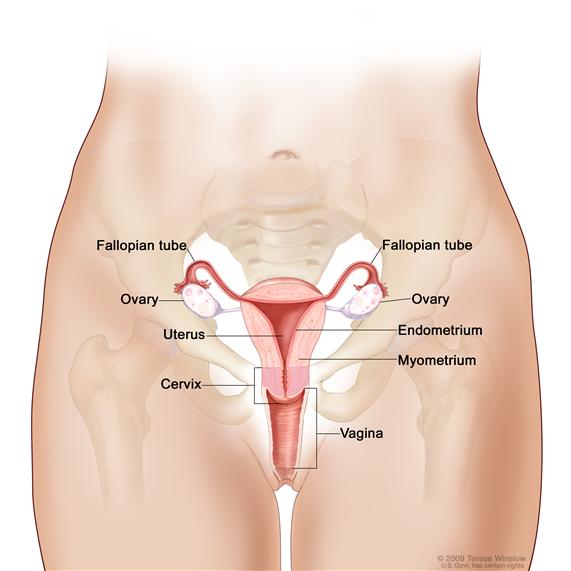 Anatomy of the female reproductive system; drawing shows the uterus, myometrium (muscular outer layer of the uterus), endometrium (inner lining of the uterus), ovaries, fallopian tubes, cervix, and vagina.