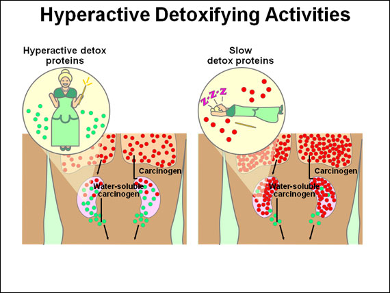 Hyperactive Detoxifying Activities
