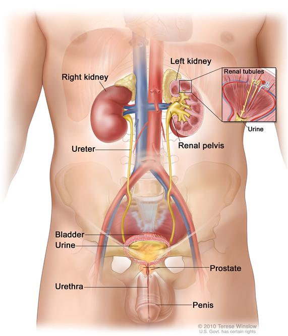 Anatomy of the male urinary system; shows the right and left kidneys, the ureters, the bladder filled with urine, and the urethra passing through the penis. The inside of the left kidney shows the renal pelvis. An inset shows the renal tubules and urine.  Also shown is the prostate.