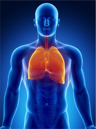Ilustración de los pulmones en la parte superior del cuerpo de un hombre