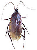 A picture of a cockroach.