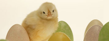 pollito y huevos