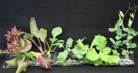 A selection of crop plants grown in VEGGIE test pillows