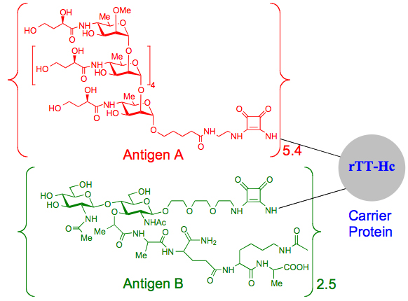 A schematic representation of a the chemical structure of a neoglycoconjugate vaccine