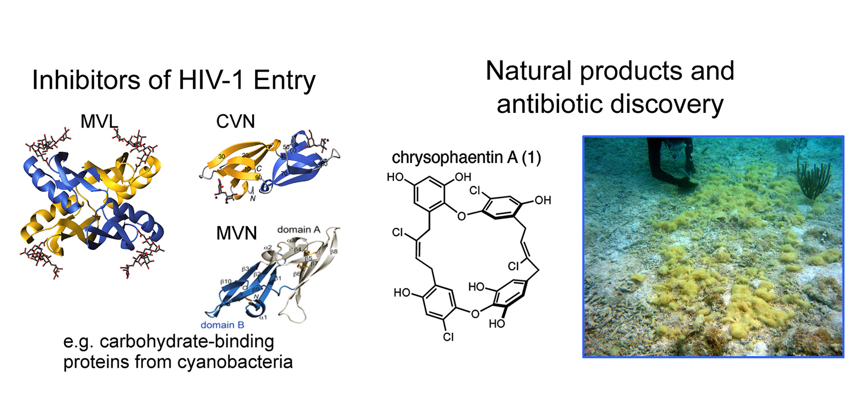 A depiction of the three-dimensional structures of the MVL, CVN, and MVN proteins from cyanobacteria that bind avidly to carbohydrates and inhibit HIV from entering a cell