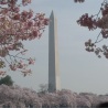 Cherry Blossoms surround the Washington Monument