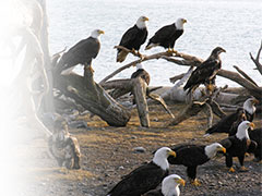 A group of Bald Eagles