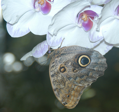 Owls and Orchids