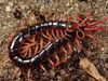 Photo: A centipede shows off its red legs