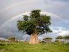 Photo: A double rainbow over baobab trees