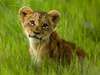 Photo: A lion cub sitting in tall grass