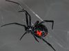 photo: poisonous female black widow spider