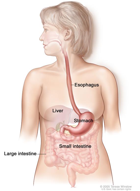 Gastrointestinal (digestive) system anatomy; shows esophagus, liver, stomach, large intestine, and small intestine.