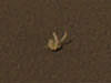 White object on the surface of Mars