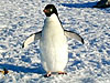 A penguin standing in the snow