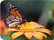 Monarch Butterfly