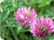 Red Clover