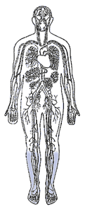 Ilustración del cuerpo humano con el corazón y los vasos sanguíneos visibles. La parte inferior de las piernas está sombreada para mostrar una zona de circulación reducida.