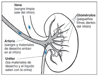Ilustración de un corte transversal de un riñón en que se delinea el uréter, vena, arteria y glomérulos y se describe sus funciones.