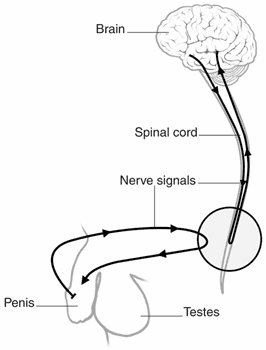 Diagram showing the brain and spinal cord and the penis. Lines with directional arrows show the path of nerve signals starting in the brain, descending the spinal cord, and traveling to the penis. The diagram shows that the signals also travel back from the penis to the spinal cord and brain. Labels point to the brain, spinal cord, nerve signals, penis, and testes.