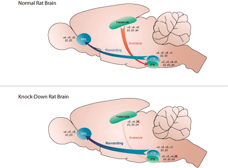 The figure shows the brains of a normal rat and a knockdown rat that has reduced levels of the α5 subunit of the nicotine receptor in the aversive pathway from the habenula to the interpeduncular nucleus. In the knockdown rat brain, that pa