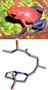 a photo of a frog above an illustration of a molecule.