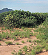 Hierbas perennes creciendo cerca de los arbustos leñosos en el desierto  chihuahuense en el estado de Nuevo México. Enlace al artículo.