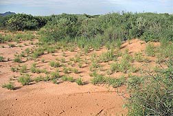 Photo: Perennial grasses growing between and around woody shrubs in the Chihuahuan desert in New Mexico. Link to photo information