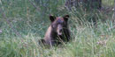 American black bear