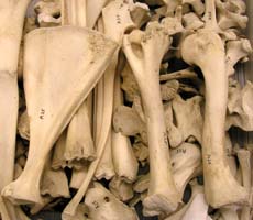 (photo) Pile of bones. (NPS)