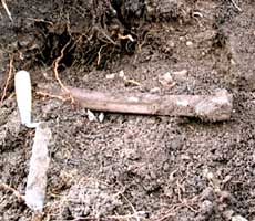 (photo) A trowel and animal bone lay in the dirt. (Midwest Archeological Center)