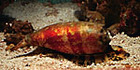 Cone snail - Click to enlarge in new window.