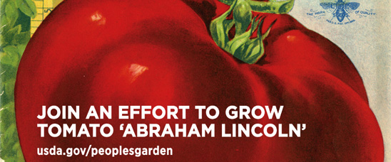 Celebrating USDA's 150th with Tomato 'Abraham Lincoln'