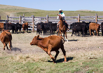 Farmers, ranchers, and other agricultural managers