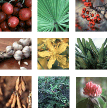Collage of various herbs