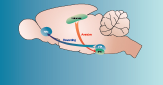 Rat Brain