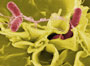 Salmonella bacteria