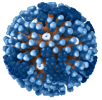 Computer model of a H1N1v virus