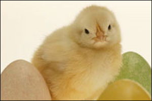 A baby chick