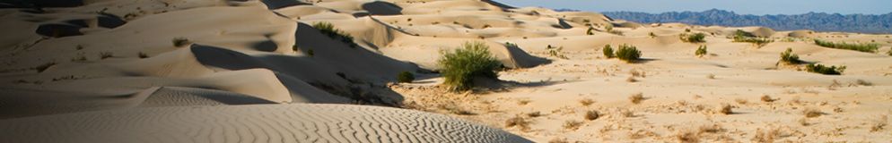 Sand dunes dominate the landscape in the North Algodones Dunes Wilderness Area.