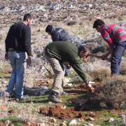 Image of Lebanese youth preparing plants