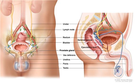 Anatomy of the  male reproductive and urinary systems; drawing shows front and side views of ureters, lymph nodes, rectum, bladder, prostate gland, vas deferens,  penis, testicles, urethra, seminal vesicle, and ejaculatory duct.