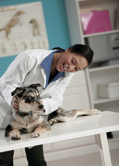 Veterinarians