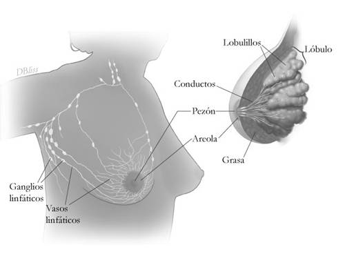 Esta ilustración muestra los lóbulos y conductos dentro del seno. También muestra los ganglios linfáticos cerca del seno.