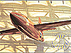 Bell X-1 aircraft