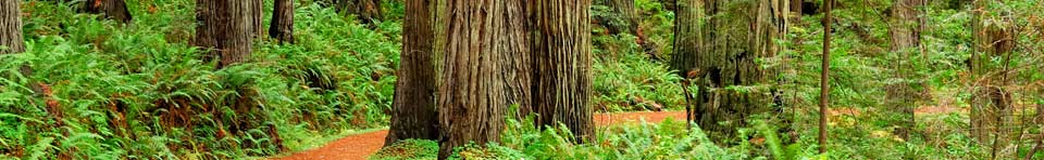 Image of coast redwood forest along Cal-Barrel Road