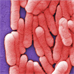  Colorized scanning electron micrograph image of a Salmonella bacteria 