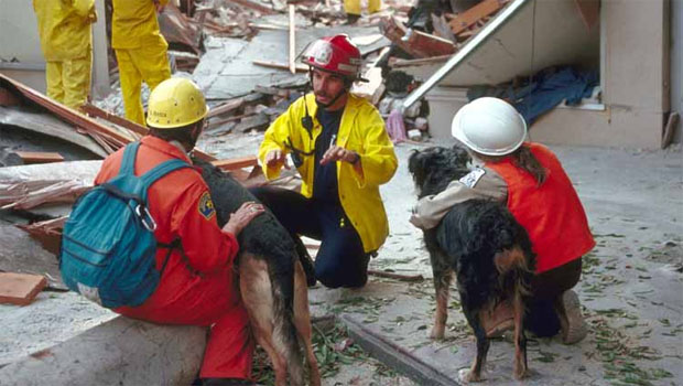 Search and rescue workers, including two dogs, in collapsed department store