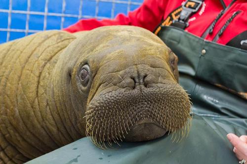 Everyone loves a photo of a baby walrus right? Mitik and Pakak are orphaned Walruses found in Alaska this past July. On the recommendation of the U.S. Fish and Wildlife Service, they are being transferred to the New York Aquarium and Indianapolis Zoo. Read more about Mitik and Pakak here. Photo: Alaska SeaLife Center