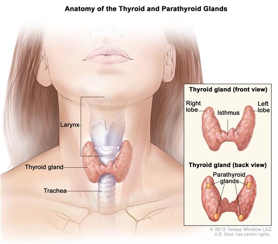 Anatomy of the thyroid and parathyroid glands; drawing shows the thyroid gland at the base of the throat near the trachea. An inset shows the front and back views. The front view shows that the thyroid is shaped like a butterfly, with the right lobe and left lobe connected by a thin piece of tissue called the isthmus. The back view shows the four pea-sized parathyroid glands. The larynx is also shown.